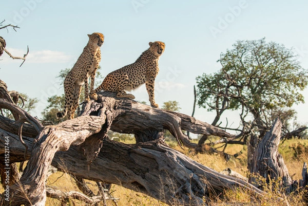 Fototapeta cheetah brothers at moremi national park of botswana close to third bridge camp