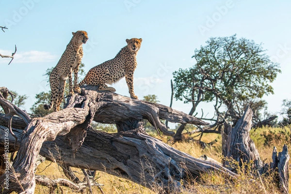 Fototapeta cheetah brothers at moremi national park of botswana close to third bridge camp