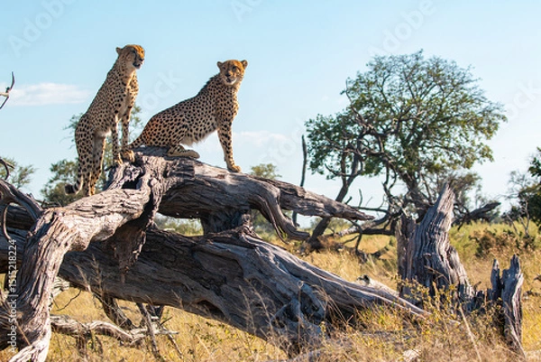 Fototapeta cheetah brothers at moremi national park of botswana close to third bridge camp posing on a dead tree