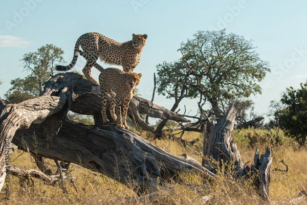 Fototapeta cheetah brothers at moremi national park of botswana close to third bridge camp posing on a tree