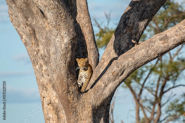 Fototapeta beautiful male leopard sitting well camouflaged  in a tree
