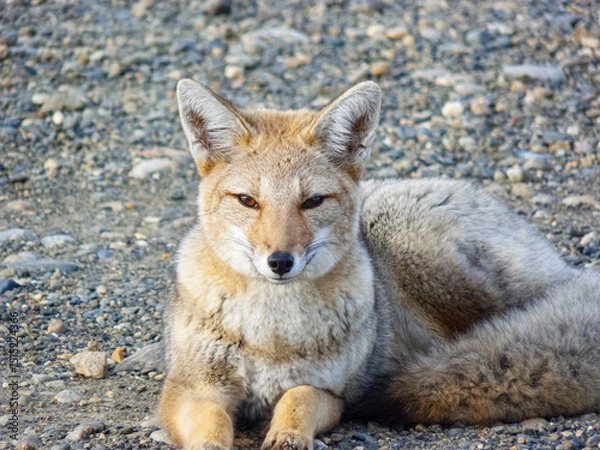 Obraz Zorro de campo