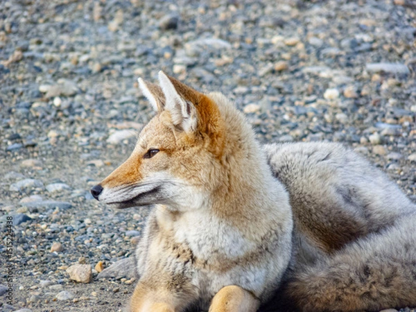 Obraz Zorro de campo