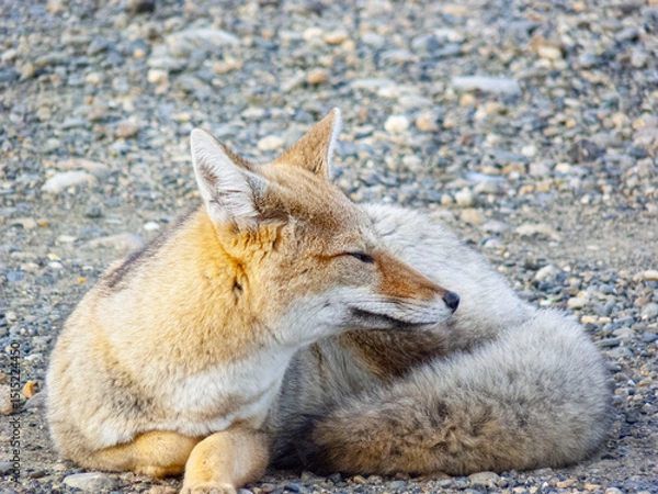 Obraz Zorro de campo
