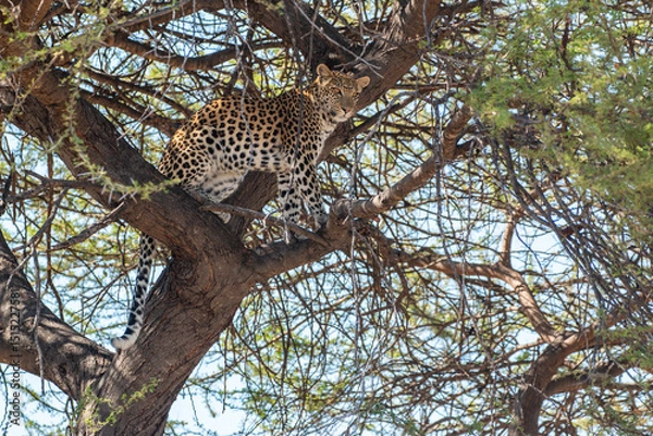 Fototapeta Leopard (Panthera pardus) in a tree at moremi game reserve in botswana