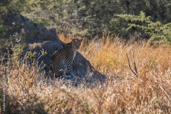 Fototapeta Leopard (Panthera pardus) resting next to termite mountain at the outskirts of moremi game reserve