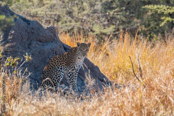 Fototapeta Leopard (Panthera pardus) resting next to termite mountain at the outskirts of moremi game reserve