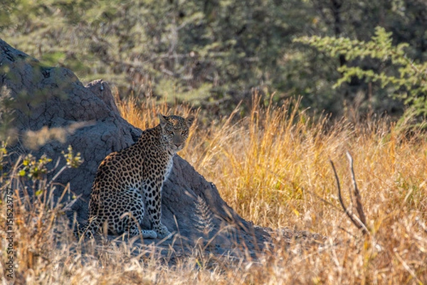 Fototapeta Leopard (Panthera pardus) resting next to termite mountain at the outskirts of moremi game reserve