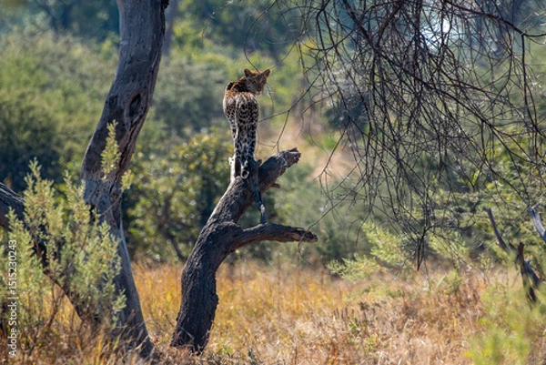 Fototapeta Leopard (Panthera pardus) posing on a dead tree overlooking the savannah but turning back at photographer