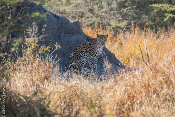 Fototapeta Leopard (Panthera pardus) resting next to termite mountain at the outskirts of moremi game reserve