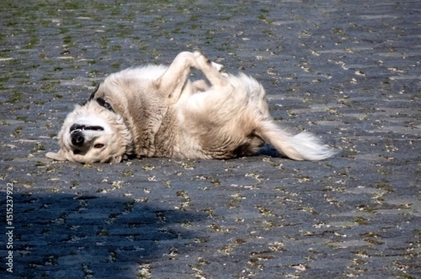 Obraz dog