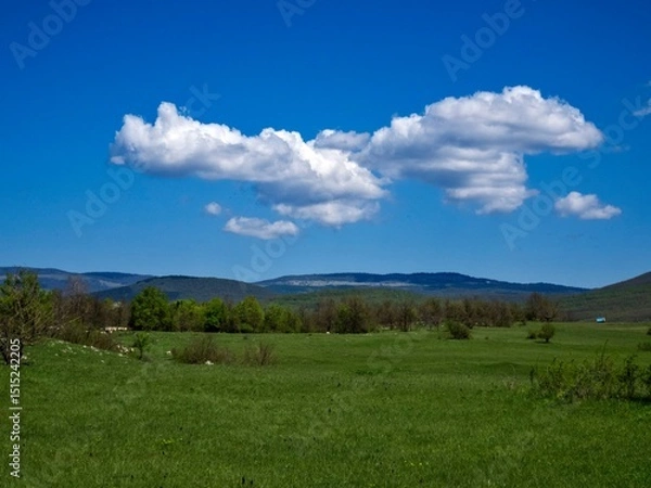 Obraz forest