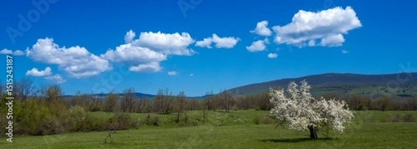 Obraz forest