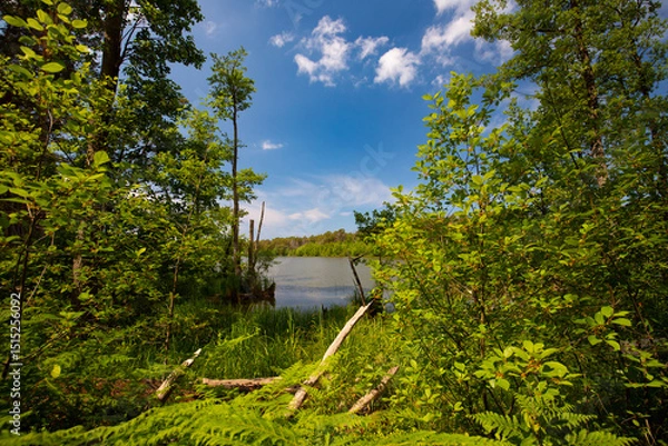 Fototapeta Krajobraz naturalny nad jeziorem, lato z niebieskim niebem z białymi chmurami, Polska