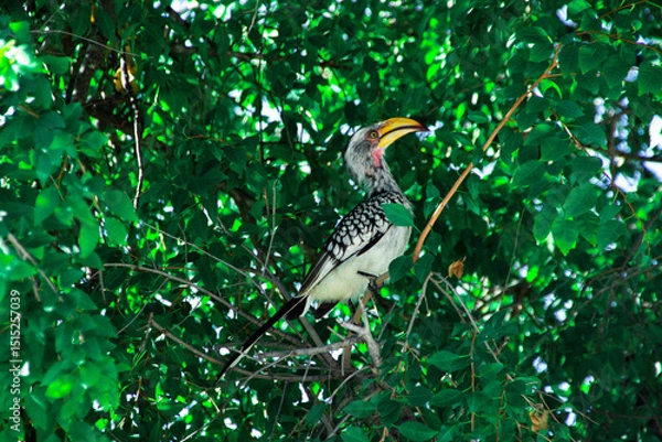 Obraz hornbill