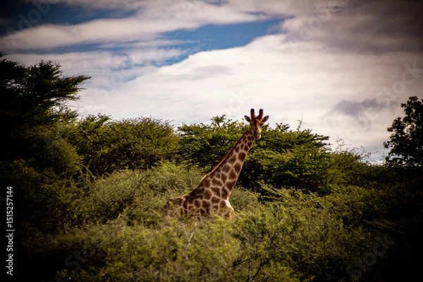 Obraz giraffe in the wild