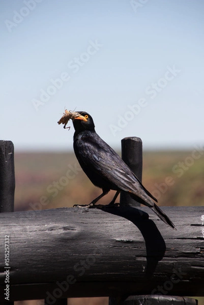 Obraz pale-winged starling
