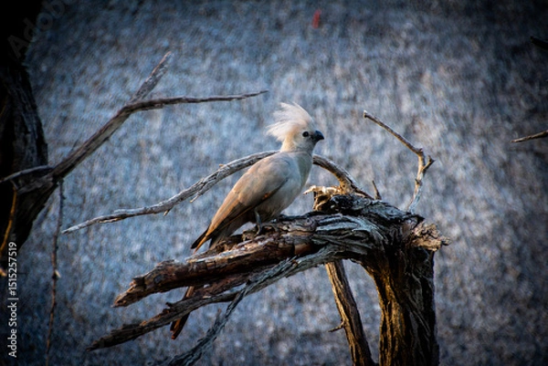 Obraz bird on a branch