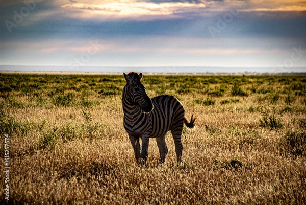 Obraz zebra in the wild