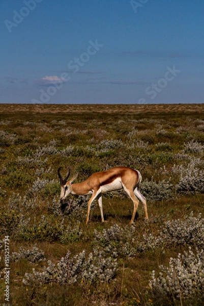 Obraz springbok in the wild