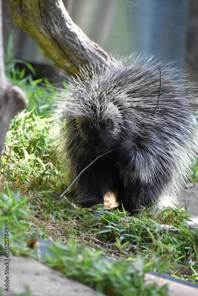 Fototapeta Porcupine with a Twig Chewing on It