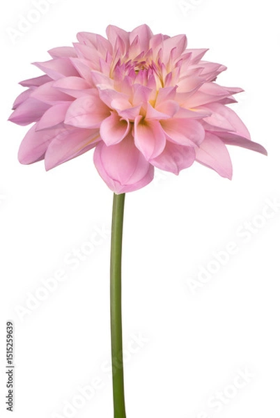Obraz dahlia flower isolated