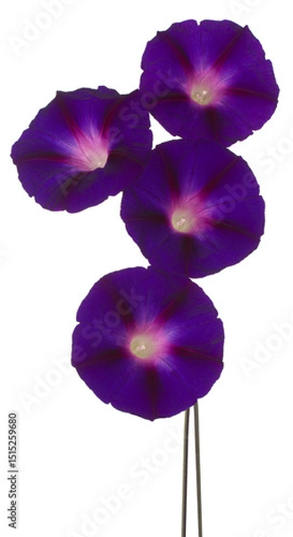 Obraz ipomoea flower isolated