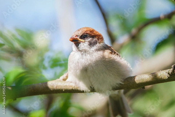 Fototapeta closeup of a House sparrow standing on a tree...