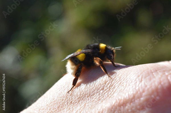 Obraz Pollinating Bee Landing on a Human Hand