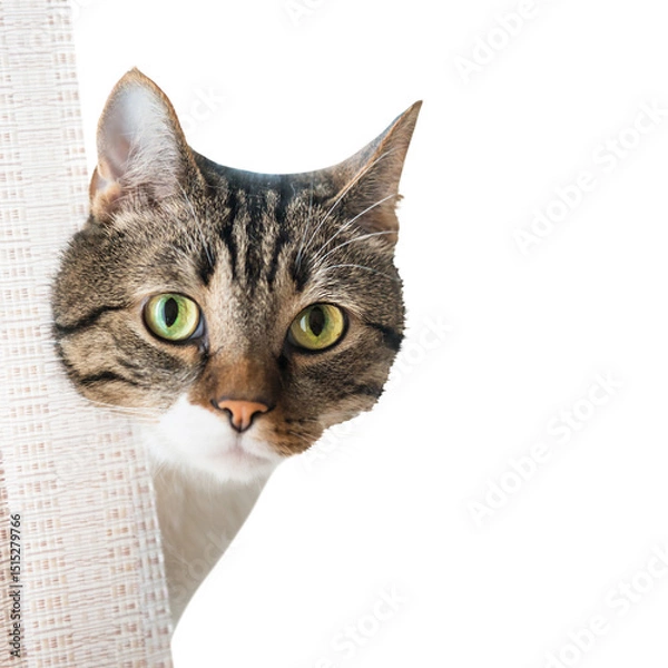 Fototapeta Tabby striped curiously looking cat in PNG isolated on transparent background