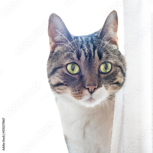 Fototapeta Tabby striped curiously looking cat in PNG isolated on transparent background