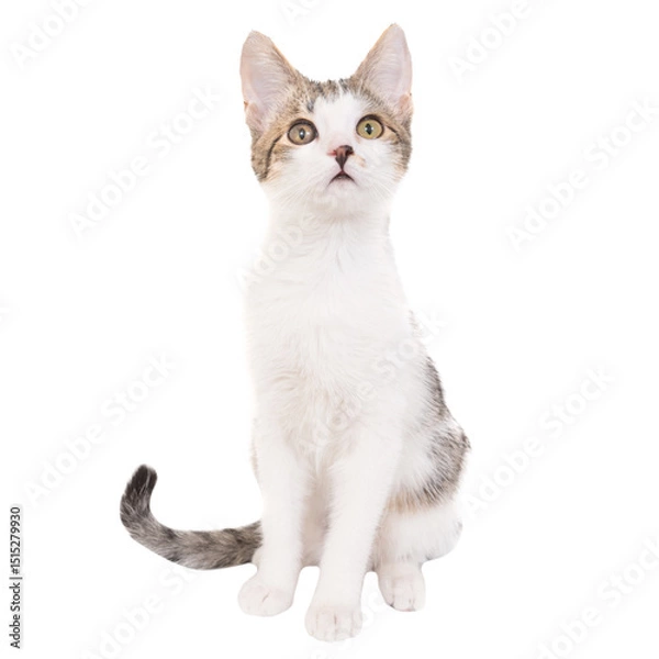 Fototapeta Domestic tabby cat, white kitten in PNG isolated on transparent background