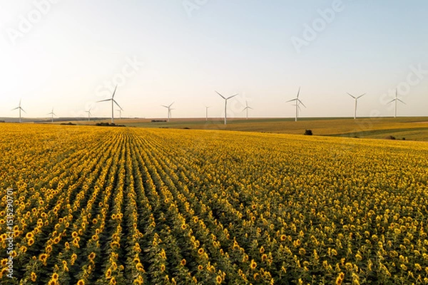 Obraz Alternative energy wind turbines with blades in field aerial view bright orange sunset blue sky wind park slow motion drone turn. Silhouettes windmills, large orange sun disc summer lens flare