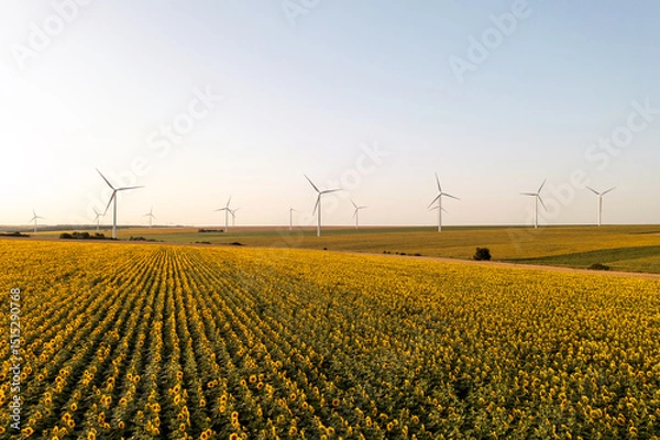Obraz Aerial view bright yellow sunflowers field background of wind turbines at orange sunset in summer. Flies rapidly ahead an endless agricultural field. Windy park