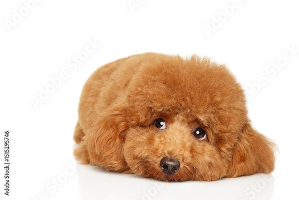 Fototapeta Red Poodle Puppy Resting with Curly Calmness