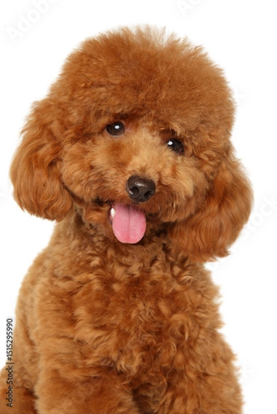 Fototapeta Fluffy redhead poodle puppy portrait with happy expression on white