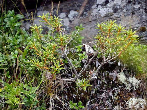 Obraz Swamp crimson (Rhododendron felt) (Ledum palustre). General view