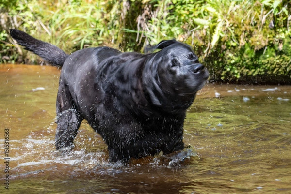 Obraz Happy Black Labrador Shaking Off Water While Playing in River – Energetic Dog Enjoying Summer Fun in Nature