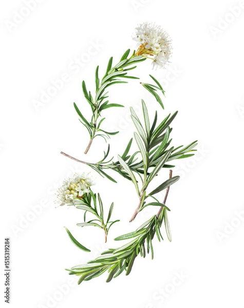 Fototapeta Branches of rosemary with blossom in the air isolated on a white background