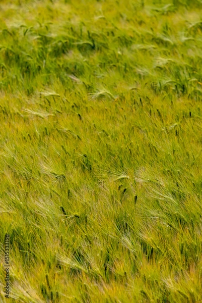 Fototapeta close-up of a grain field in the summer sun