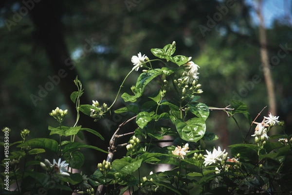 Obraz Blooming beauty