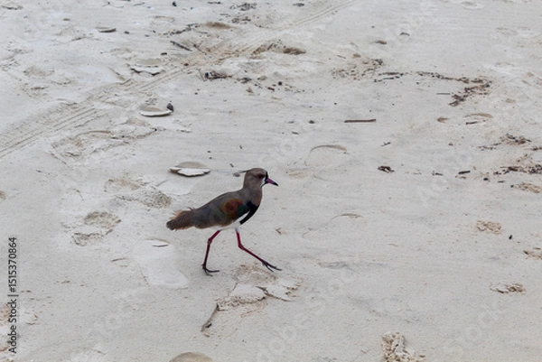 Obraz pássaro  quero-quero caminhando na areia