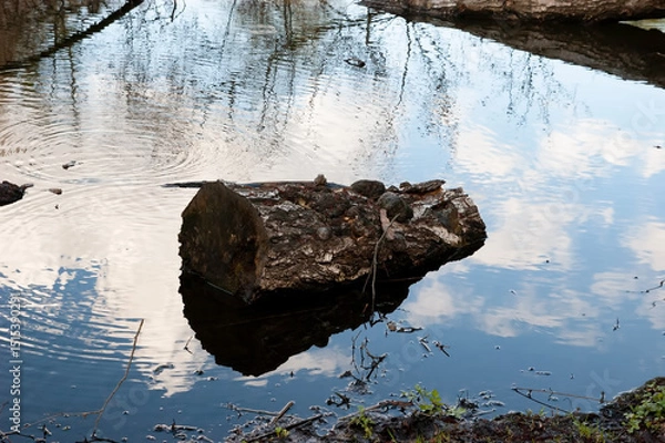 Fototapeta A lake scene featuring a decaying birch log with bracket fungi floating in the water. A frog swims nearby, creating ripples on the water surface. The foreground shows a bit of muddy shore 