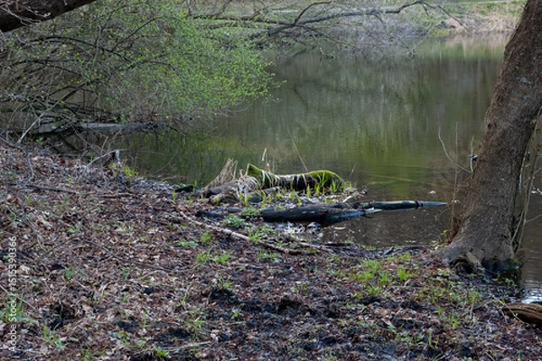 Fototapeta A lake shore with fresh spring grass sprouting near a picturesque moss-covered log.