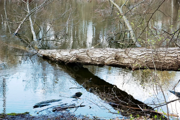 Fototapeta A lake with a large fallen tree, its trunk resting above the water and its crown submerged, faintly visible beneath the surface. Additional branches and logs float nearby. 