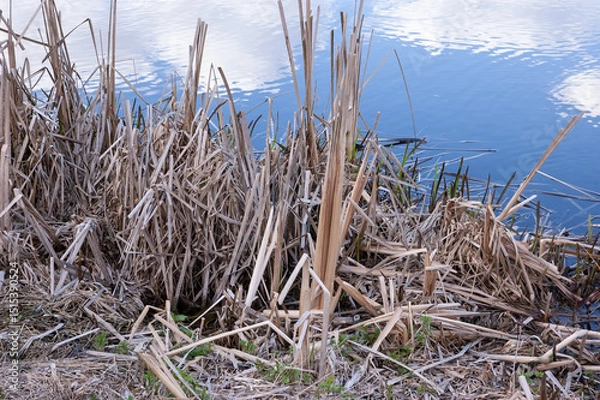 Fototapeta A lake shore with dry, cut stems of reeds. The water reflects blue sky with white clouds.