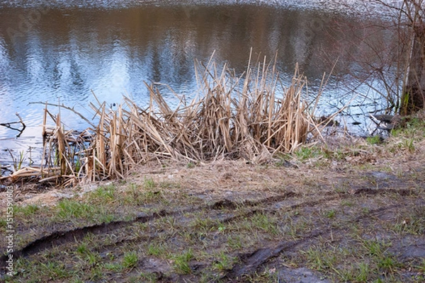 Fototapeta A very muddy lake shore with deep tire tracks sunken into the soft ground, left by a vehicle long gone. Dry reeds stand at the water’s edge, and fresh green grass begins to sprout. 