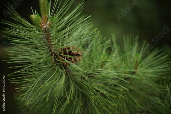 Obraz pine tree branch