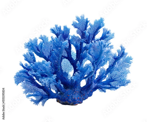 Obraz Vibrant coral reef structure for marine decoration and design