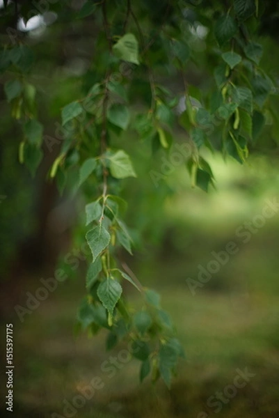 Obraz birch tree green leaves in the park